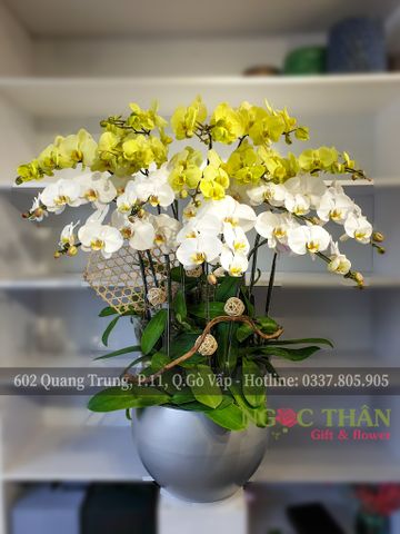 CHẬU LAN HỒ ĐIỆP 15 CÀNH (TRẮNG PHỐI XANH BƠ)