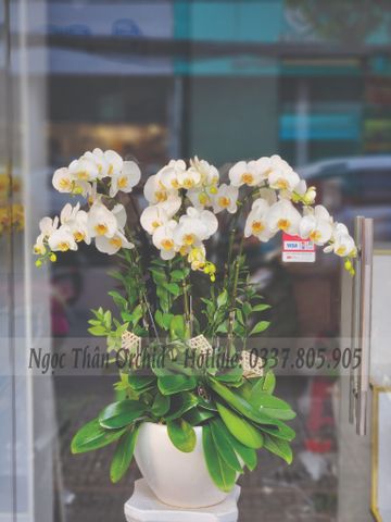 LAN HỒ ĐIỆP TRẮNG