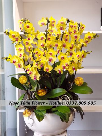 CHẬU LAN HỒ ĐIỆP 20 CÀNH