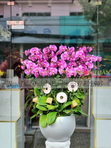 CHẬU LAN HỒNG 20 CÀNH
