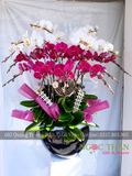 CHẬU LAN HỒ ĐIỆP 17 CÀNH TRẮNG PHỐI ĐỎ ỚT