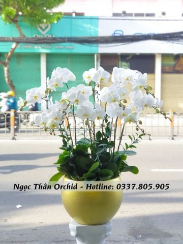 CHẬU LAN KHAI TRƯƠNG 10 CÀNH TRẮNG