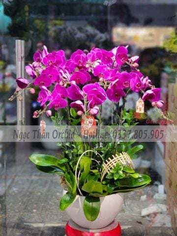 CHẬU LAN TÍM 10 CÀNH