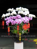 CHẬU LAN HỒ ĐIỆP 14 CÀNH TRẮNG PHỐI HỒNG