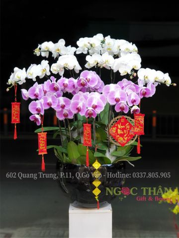 CHẬU LAN HỒ ĐIỆP 14 CÀNH TRẮNG PHỐI HỒNG