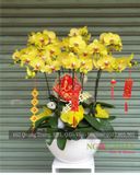 CHẬU LAN HỒ ĐIỆP 12 CÀNH VÀNG