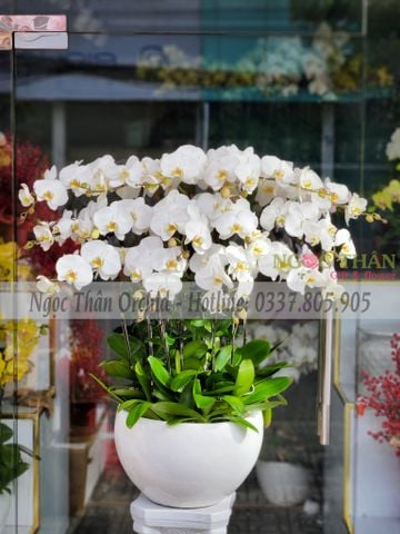 CHẬU LAN TRẮNG 16 CÀNH