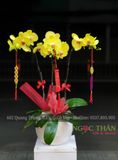 CHẬU LAN HỒ ĐIỆP 3 CÀNH VÀNG