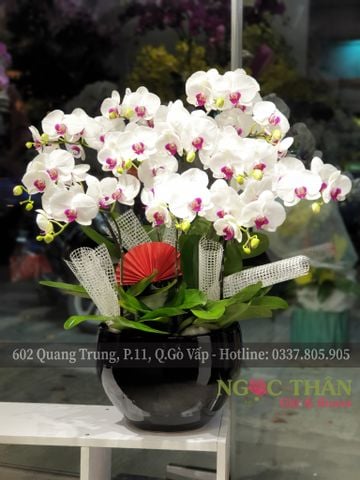 CHẬU LAN HỒ ĐIỆP 10 CÀNH TRẮNG LƯỠI ĐỎ