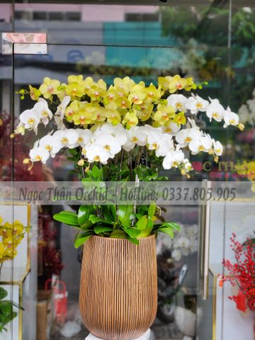 CHẬU LAN TRẮNG PHỐI VÀNG 15 CÀNH