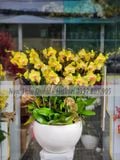CHẬU LAN VÀNG 16 CÀNH