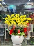 CHẬU LAN ĐẸP NGÀY TẾT