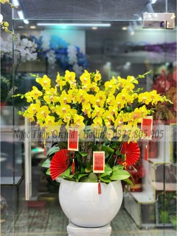 CHẬU LAN ĐẸP NGÀY TẾT