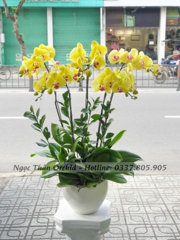 CHẬU LAN VÀNG 5 CÀNH