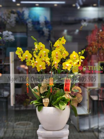 LAN HỒ ĐIỆP CHƠI TẾT