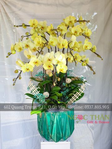 CHẬU LAN HỒ ĐIỆP 12 CÀNH XANH BƠ