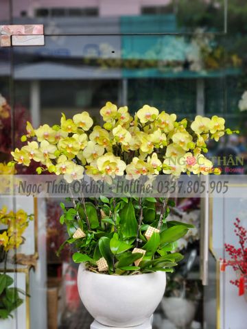 CHẬU LAN XANH BƠ 16 CÀNH