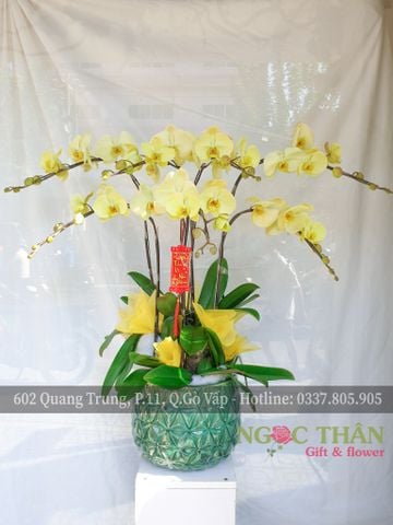 CHẬU LAN HỒ ĐIỆP 7 CÀNH XANH BƠ