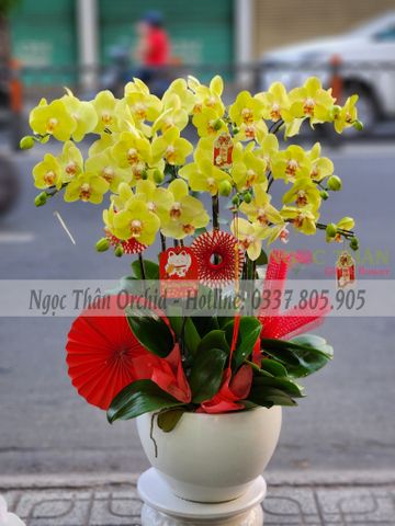 CHẬU LAN XANH BƠ 8 CÀNH