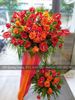 HOA KHAI TRƯƠNG: 006
