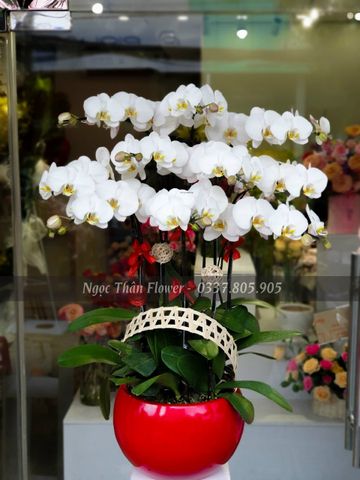 CHẬU LAN HỒ ĐIỆP 10 CÀNH TRẮNG