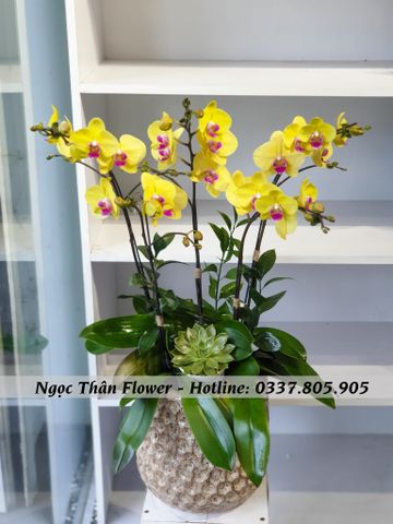 CHẬU LAN HỒ ĐIỆP VÀNG 5 CÀNH