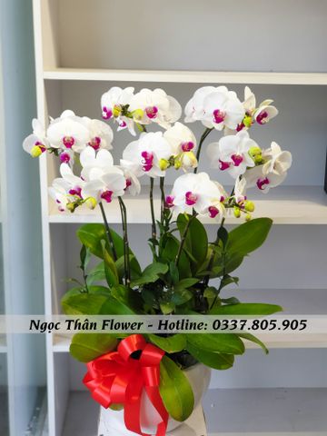 CHẬU LAN HỒ ĐIỆP 7 CÀNH TRẮNG LƯỠI ĐỎ