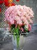 CHẬU LAN HỒ ĐIỆP VẢI- LHD 04