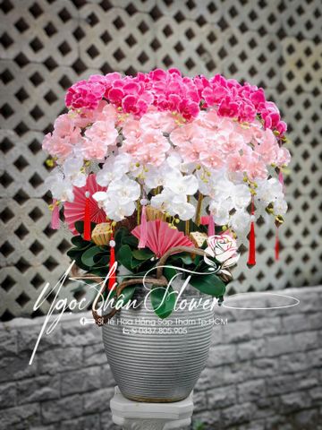 CHẬU LAN HỒ ĐIỆP VẢI- LHD 06