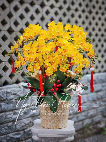 CHẬU LAN HỒ ĐIỆP VẢI- LHD 07