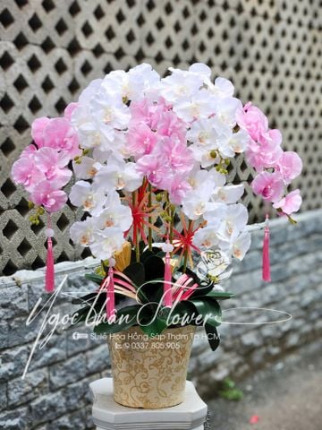CHẬU LAN HỒ ĐIỆP VẢI- LHD 08