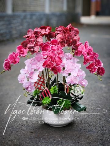 CHẬU LAN HỒ ĐIỆP VẢI- LHD 09