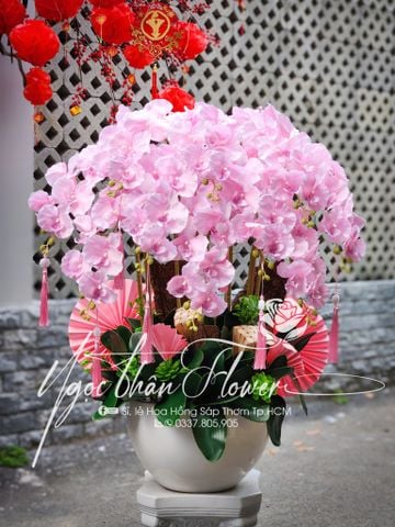 CHẬU LAN HỒ ĐIỆP VẢI- LHD 02
