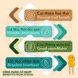  Trà Cỏ Ngọt Stevia Sấy Lạnh nguyên lá Mộc Thanh Trà hộp 20G - đường không calo, dùng nấu ăn, pha thức uống vị ngọt thanh 
