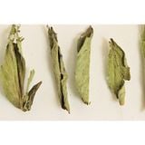  Trà Cỏ Ngọt Stevia Sấy Lạnh nguyên lá Mộc Thanh Trà hộp 20G - đường không calo, dùng nấu ăn, pha thức uống vị ngọt thanh 