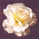  Tranh Vuông Tĩnh Vật Đóa Hồng Nở 6 CSD7TAO11496 