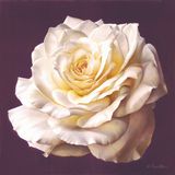  Tranh Vuông Tĩnh Vật Đóa Hồng Nở 8 CSD7TAO11498 