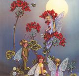  Tranh Vuông Jungle Fairy Girl CSD7TAO11562 