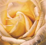  Tranh Vuông Tĩnh Vật Đóa Hồng Nở 9 CSD7TAO11578 