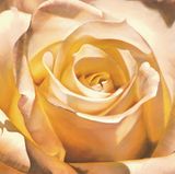  Tranh Vuông Tĩnh Vật Đóa Hồng Nở 10 CSD7TAO11579 