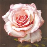  Tranh Vuông Tĩnh Vật Đóa Hồng Nở 1 CSD7TAO11491 