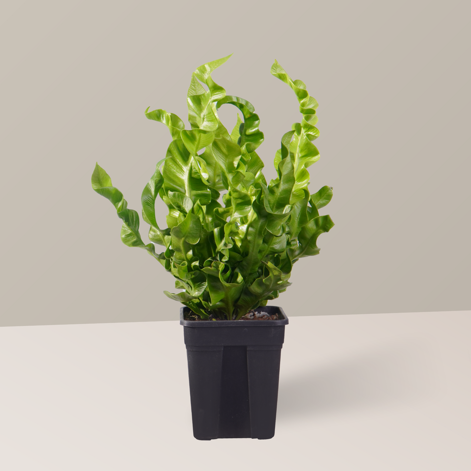  Cây dương xỉ tổ yến FM (I0020682) 