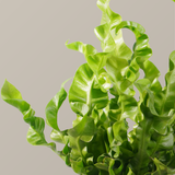  Cây dương xỉ tổ yến FM (I0020682) 