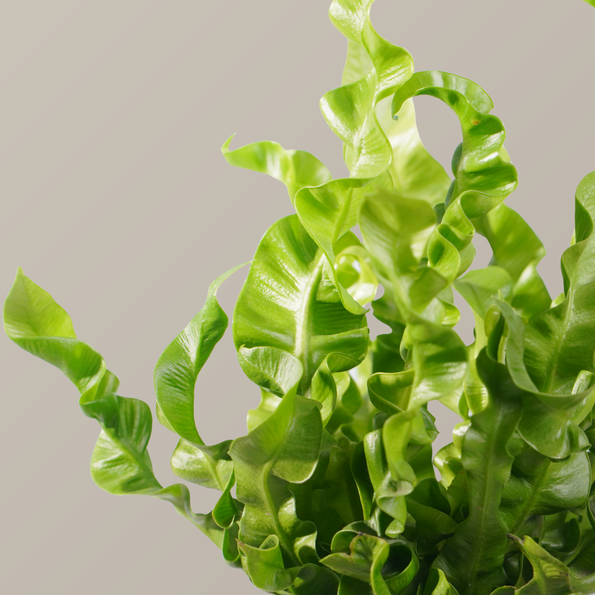  Cây dương xỉ tổ yến FM (I0020682) 