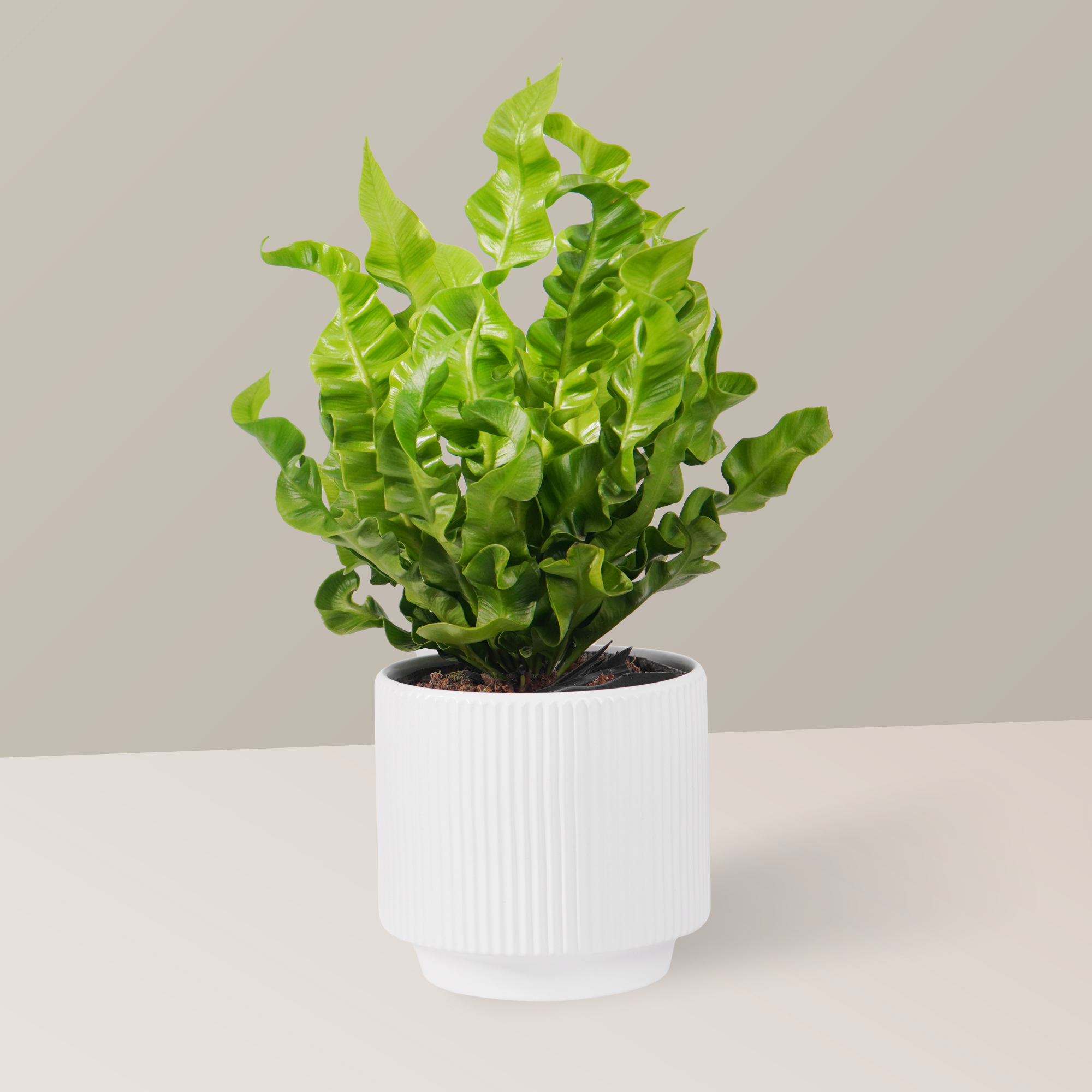  Cây dương xỉ tổ yến FM (I0020682) - GIAO NỘI THÀNH TPHCM 