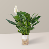  Cây lan ý thủy sinh FM (I0020694) - GIAO NỘI THÀNH TPHCM 