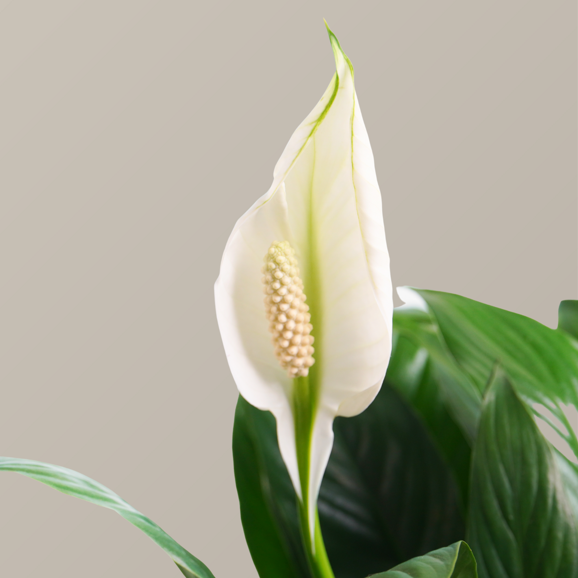  Cây lan ý thủy sinh FM (I0020694) - GIAO NỘI THÀNH TPHCM 