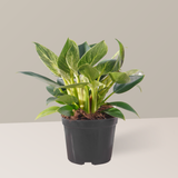  Cây trầu bà đế vương kim cương FM (I0020684) 