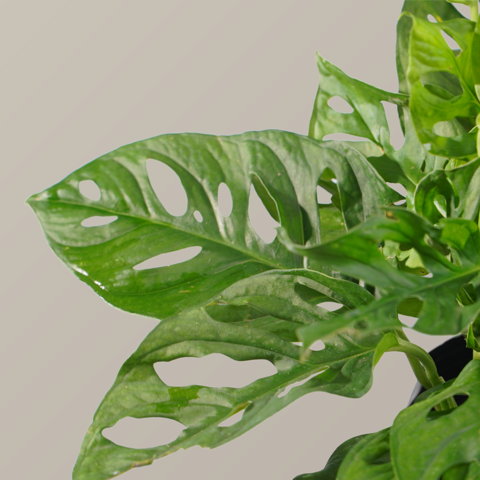  Cây trầu bà lỗ FM (I0020695) - GIAO NỘI THÀNH TPHCM 