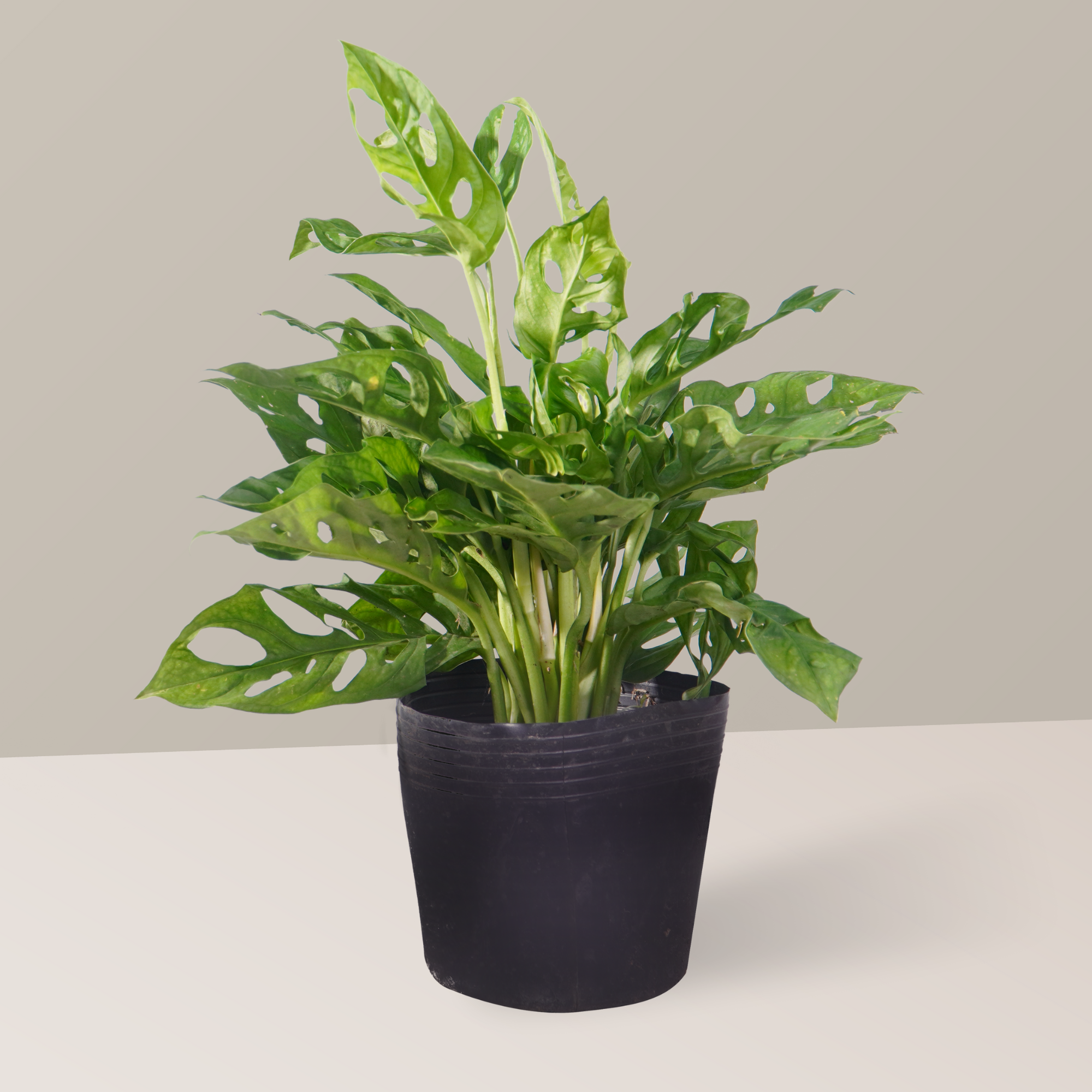  Cây trầu bà lỗ FM (I0020695) - GIAO NỘI THÀNH TPHCM 